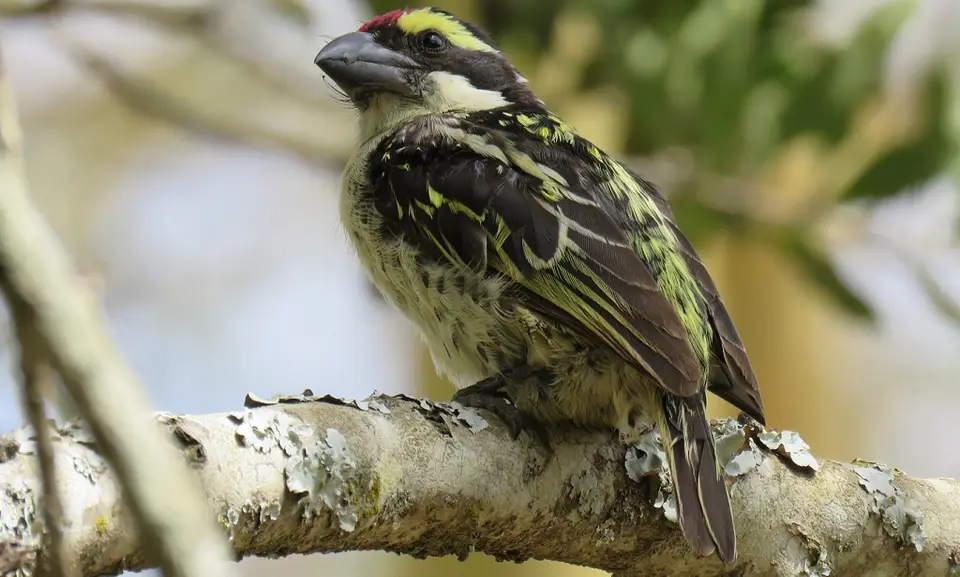 Red-frontedBarbet.jpg