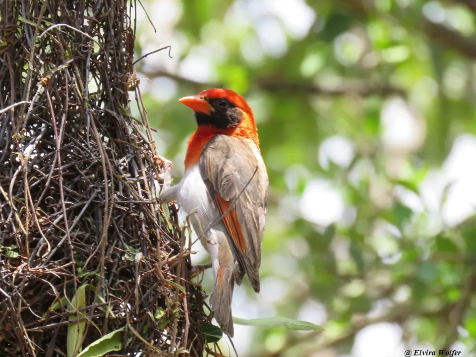 Red-headedWeaver-2.jpg