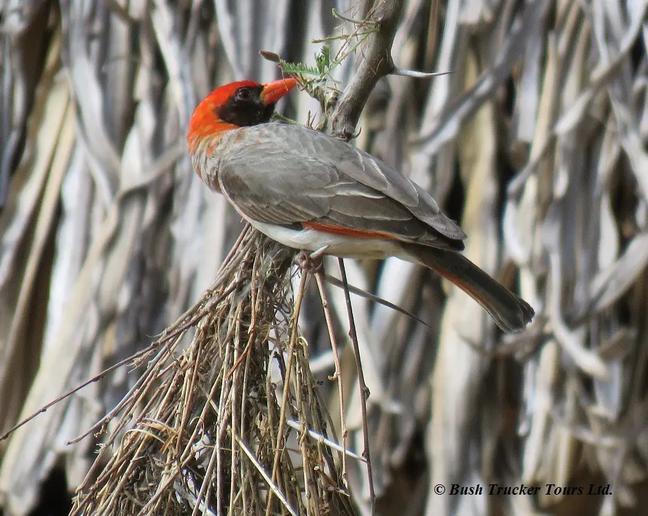 Red-headedWeaver.jpg