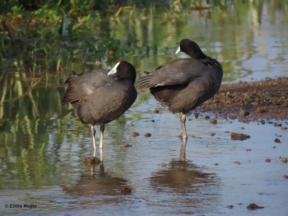 Red-knobbedCoot-2.jpg