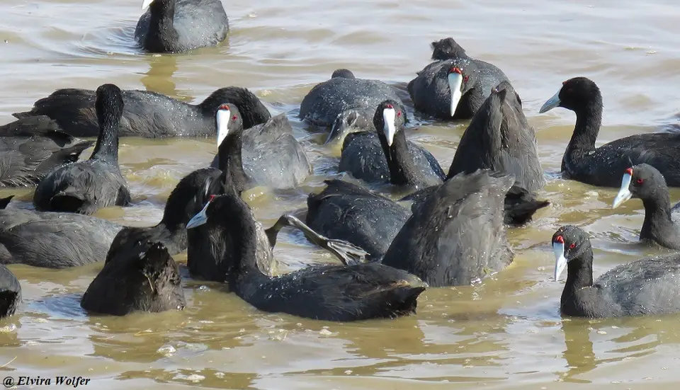 Red-knobbedCoot.jpg