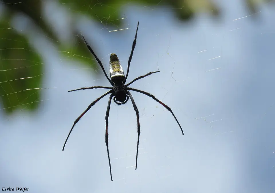 Red-leggedGolden-OrbSpider.jpg