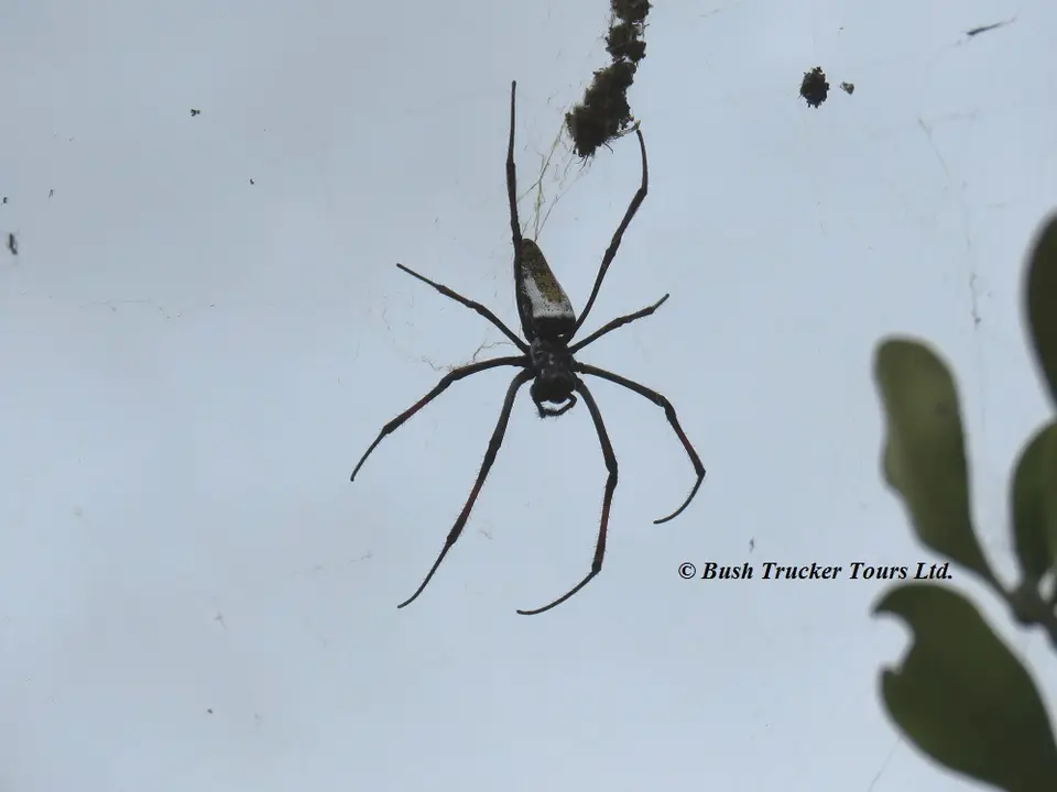 Red-leggedGolden-orbspiderNephilainaurata.jpg