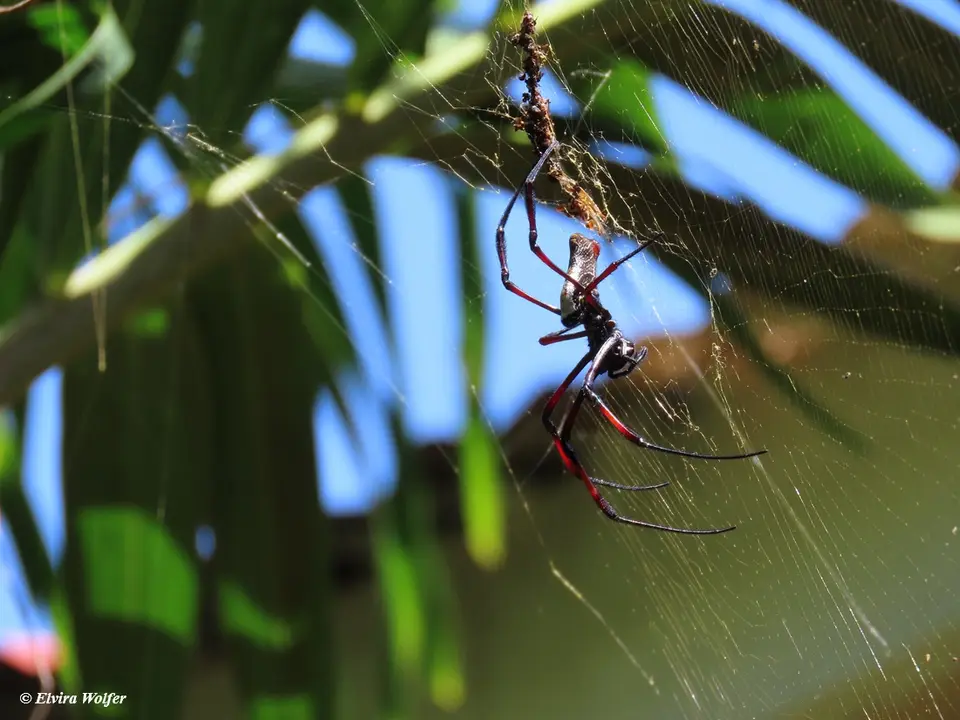 Red-leggedGoldenOrbSpider.jpg