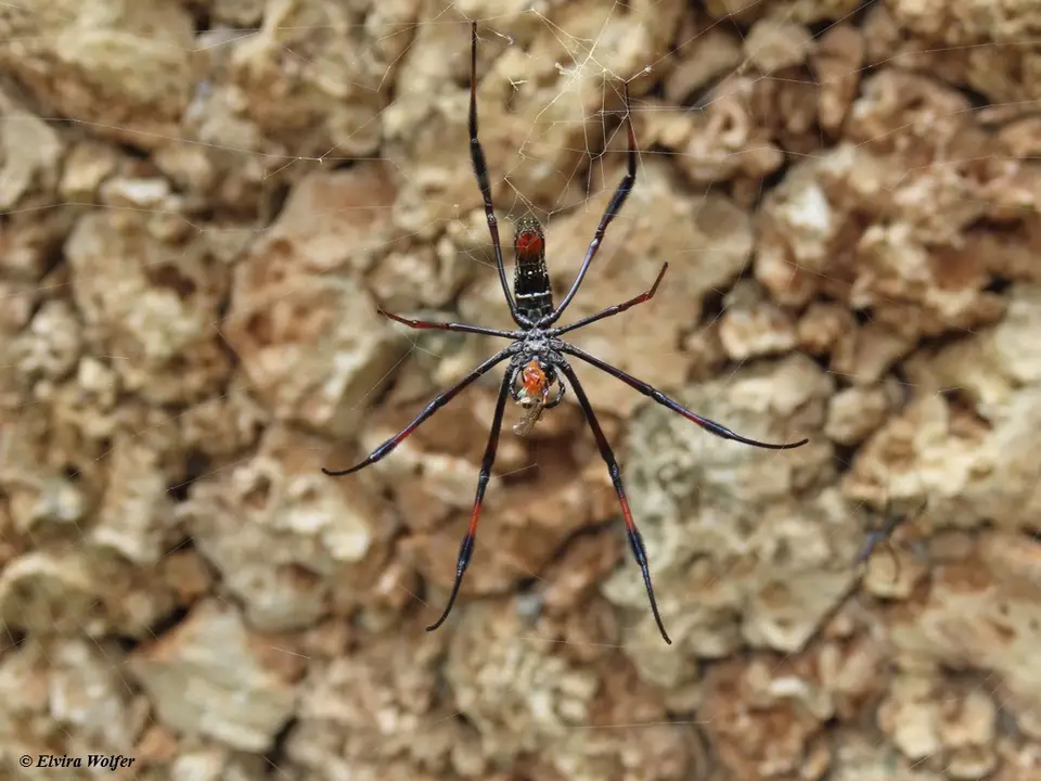 Red-leggedGoldenOrbSpiderBeute.jpg