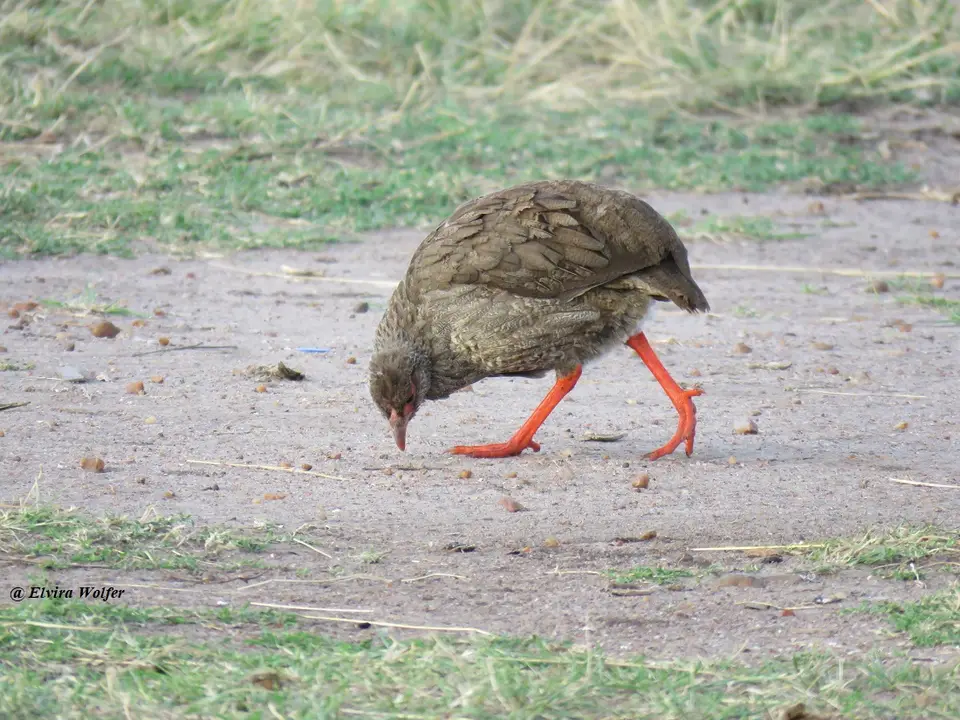 Red-neckedSpurfowl.jpg