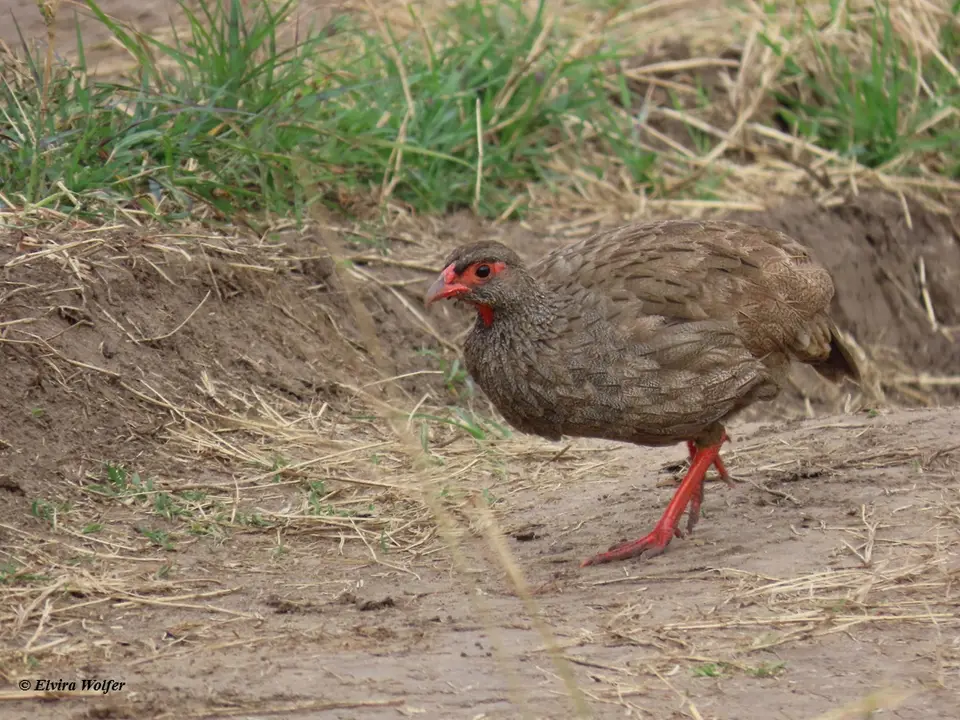 Red-neckedSpurfowl2.jpg