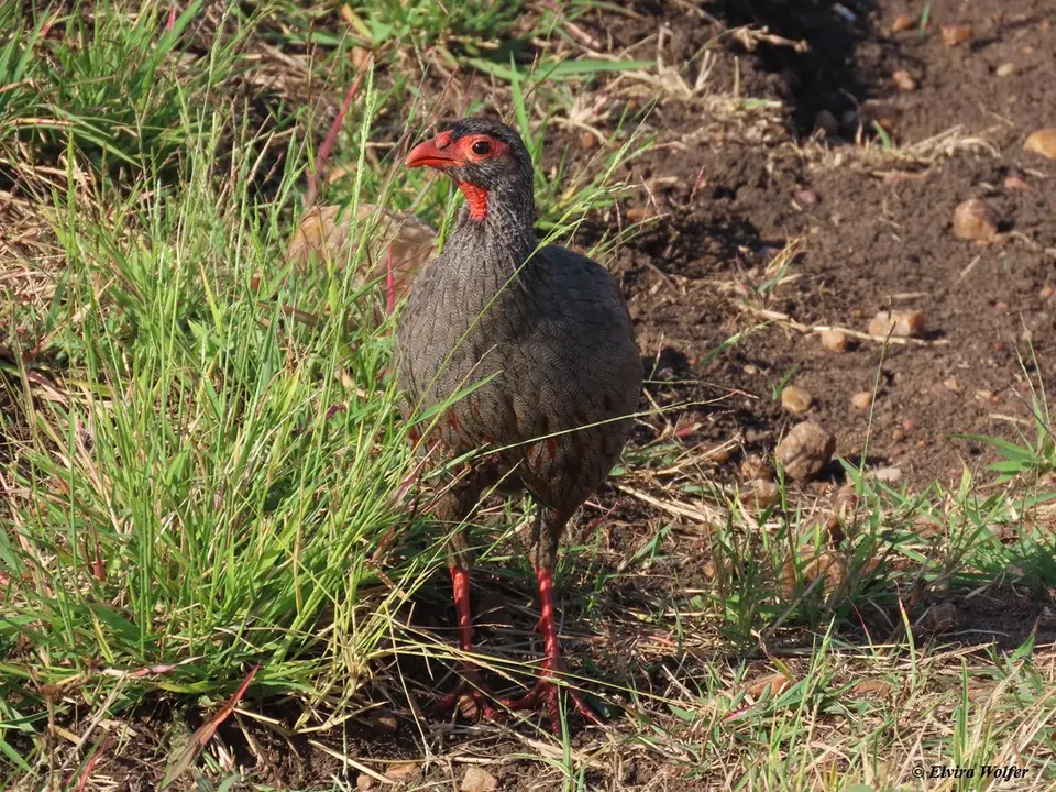 Red-neckedSpurfowl3.jpg