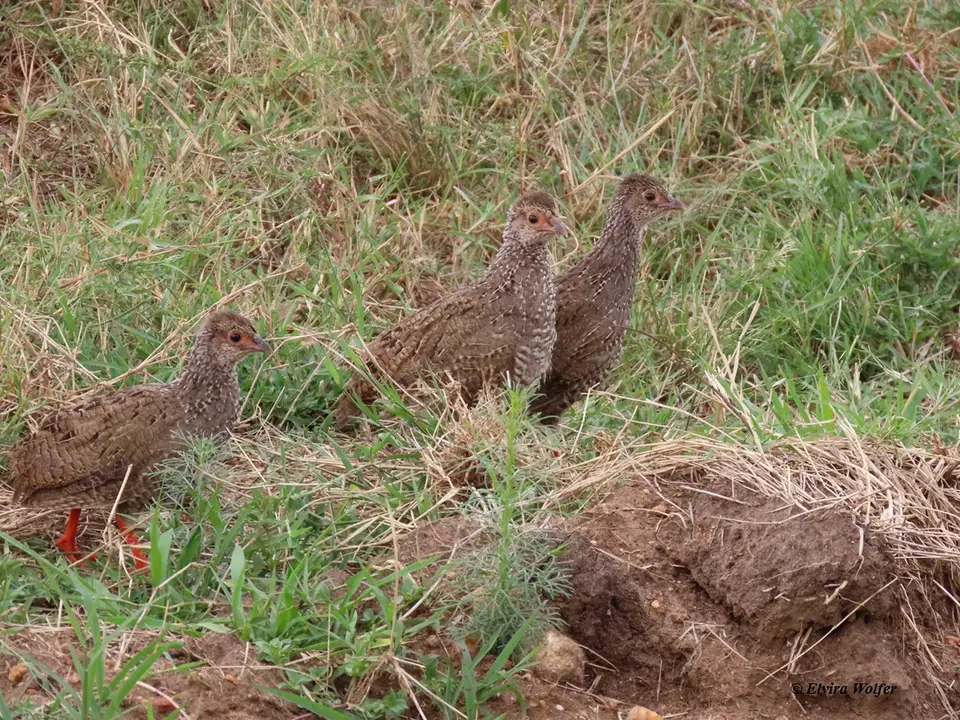 Red-neckedSpurfowlyoung.jpg