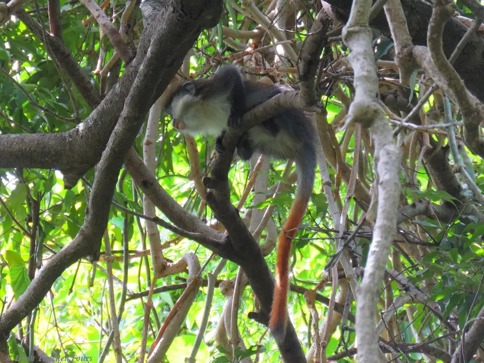 Red-tailedMonkey1.jpg
