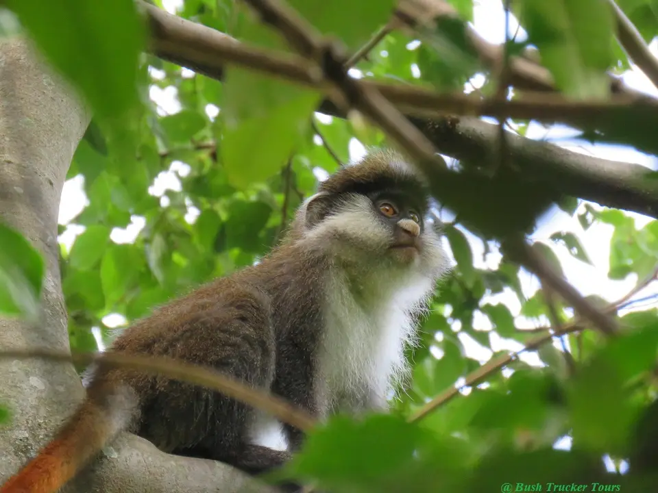 Red-tailedMonkey2.jpg