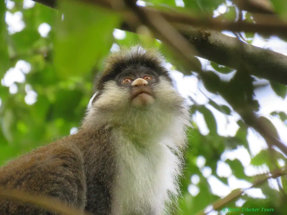 Red-tailedMonkey3.jpg