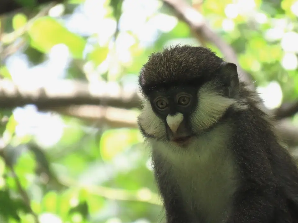 Red-tailedMonkey4.jpg