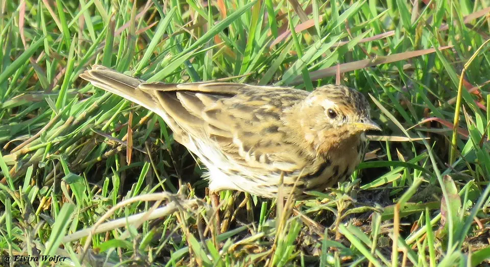Red-throatedPipit.jpg