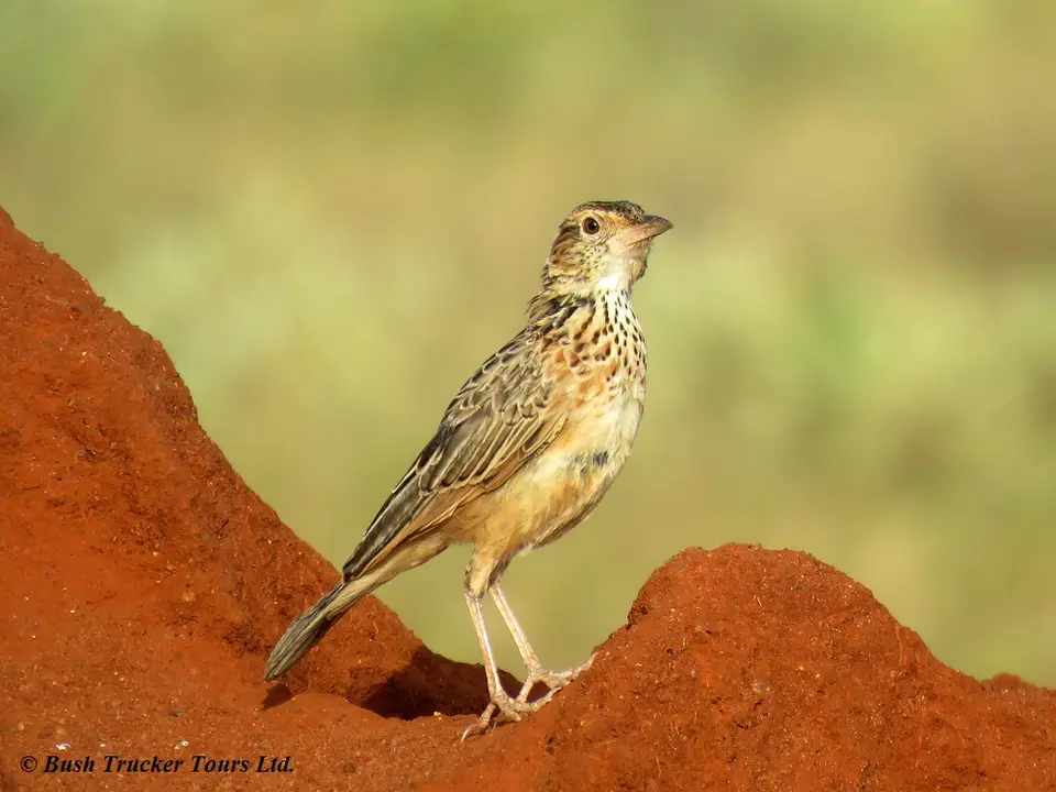 Red-wingedLark.jpg