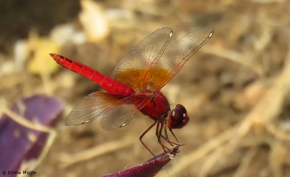 RedGroundling-Brachythemislacustris.jpg