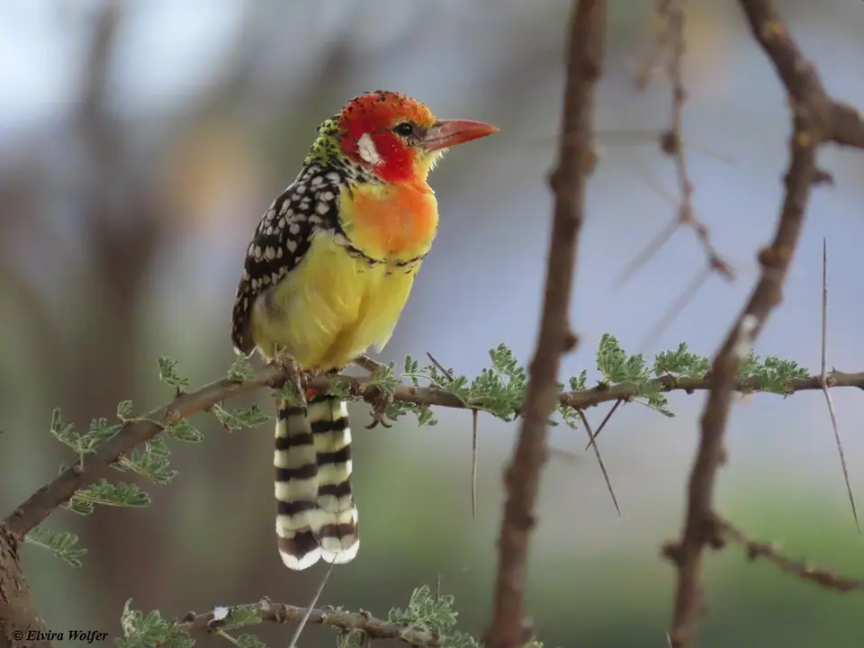 RedandyellowBarbet.jpg