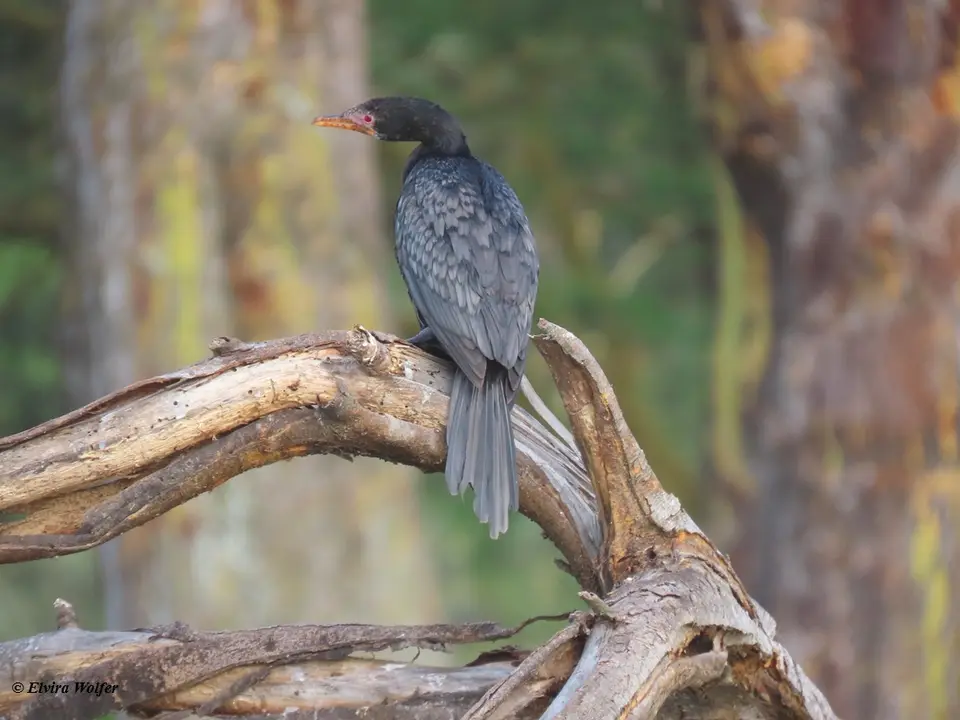 ReedCormorant.jpg