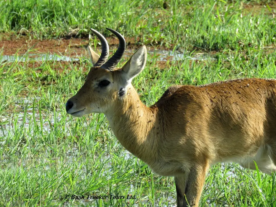 Reedbuck.jpg