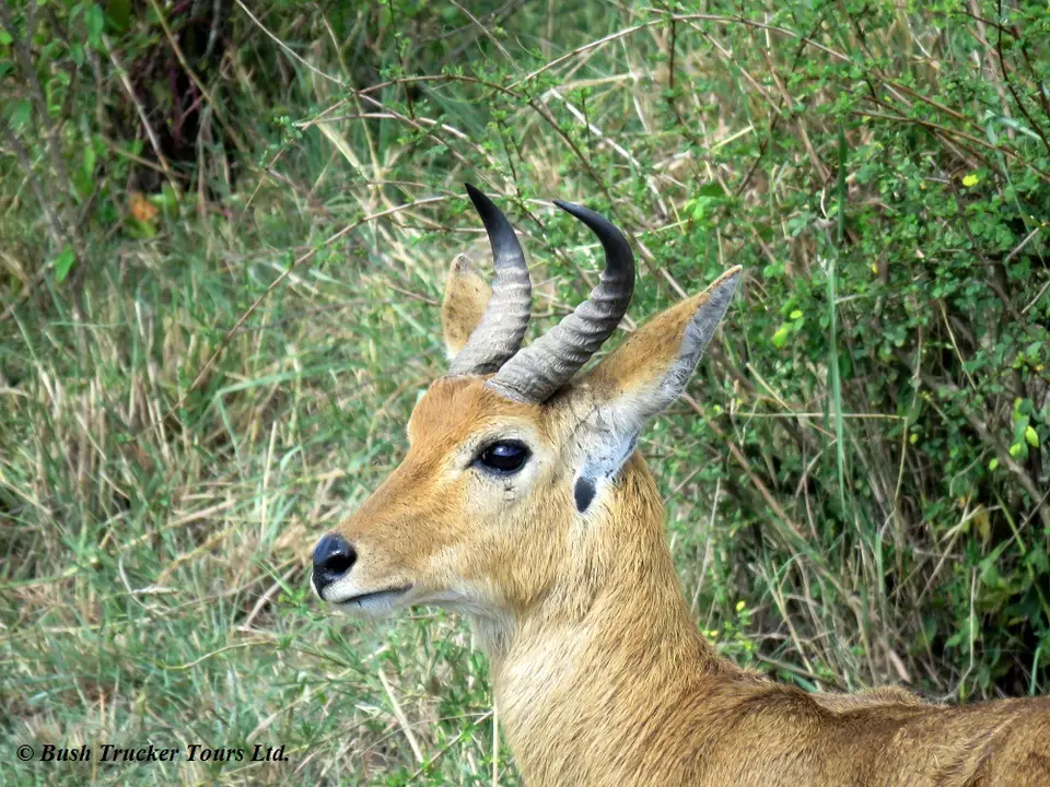 Reedbuck2.jpg