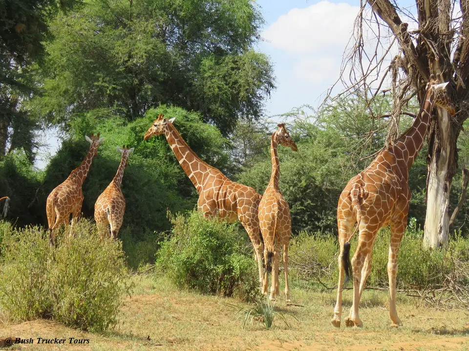 ReticulatedGiraffe.jpg