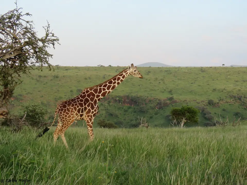 ReticulatedGiraffe1.jpg