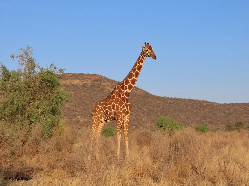 ReticulatedGiraffe2-2.jpg