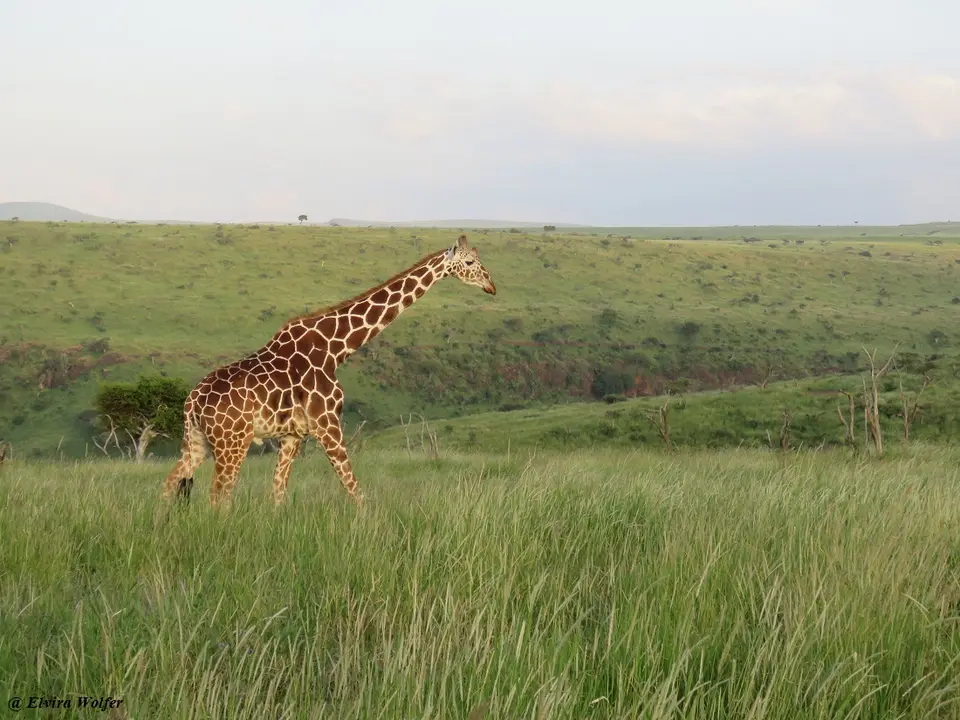 ReticulatedGiraffe2.jpg