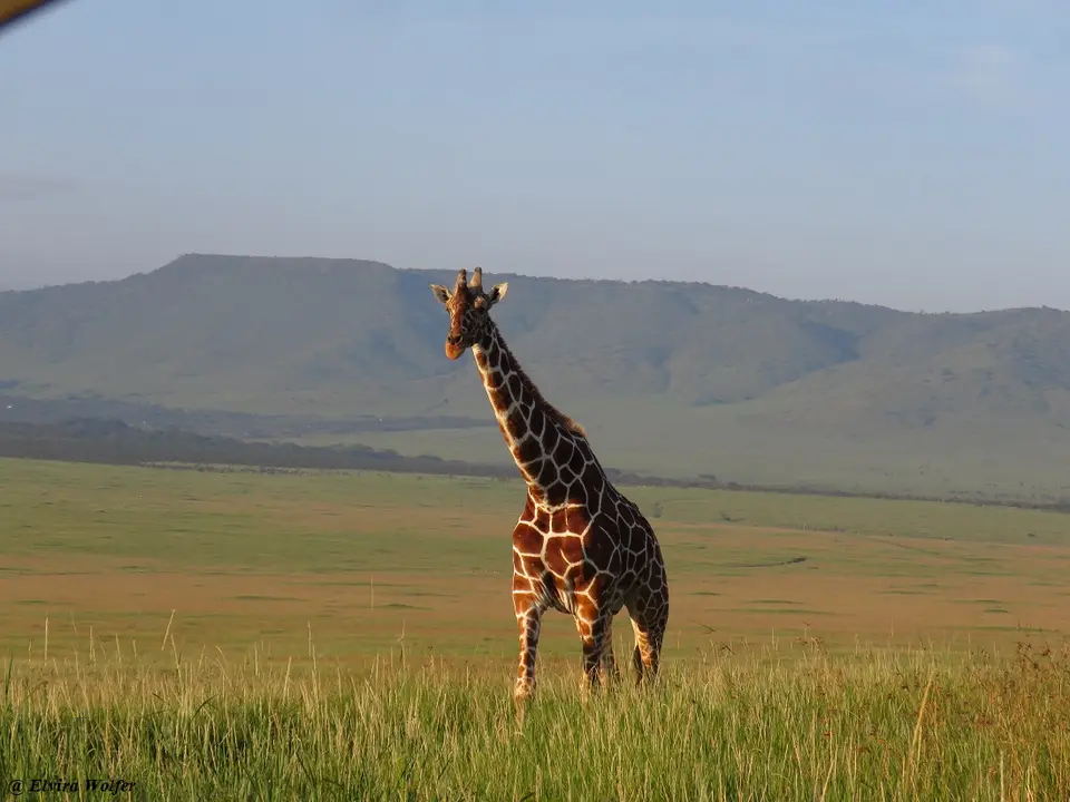 ReticulatedGiraffe3.jpg