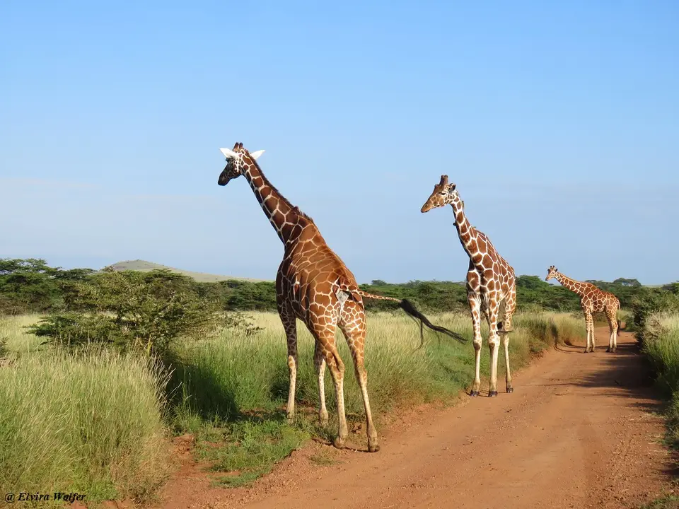 ReticulatedGirafferoad1.jpg