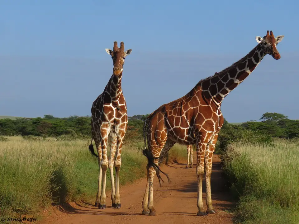 ReticulatedGirafferoad2.jpg
