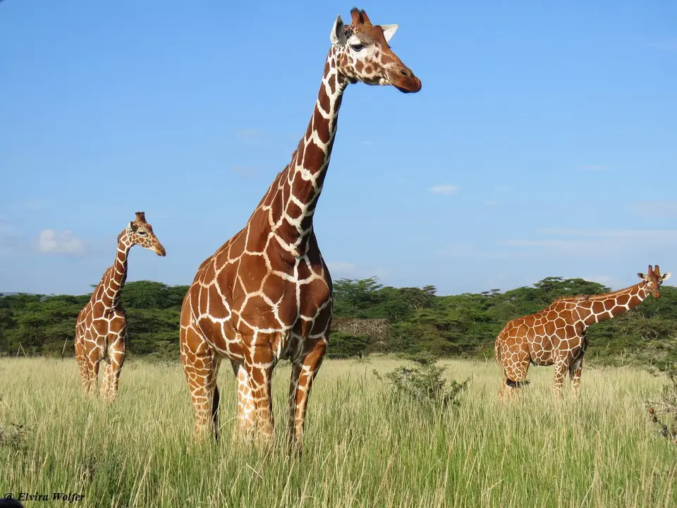 ReticulatedGirafferoad3.jpg