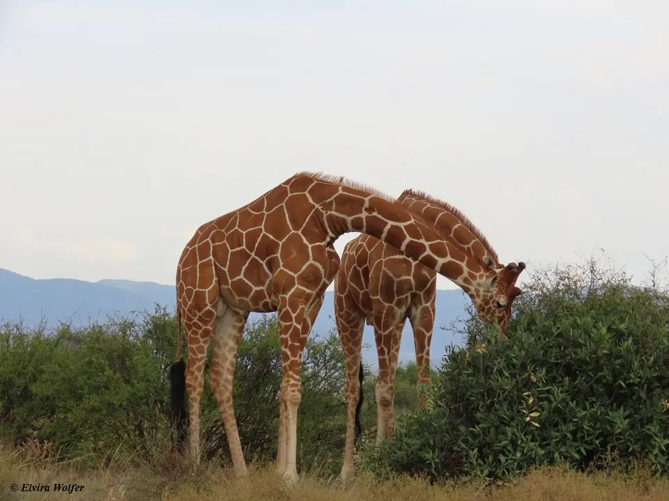 ReticulatedGiraffes1.jpg