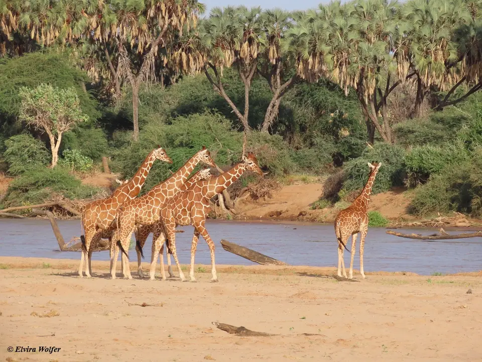 ReticulatedGiraffesdrinking1.jpg