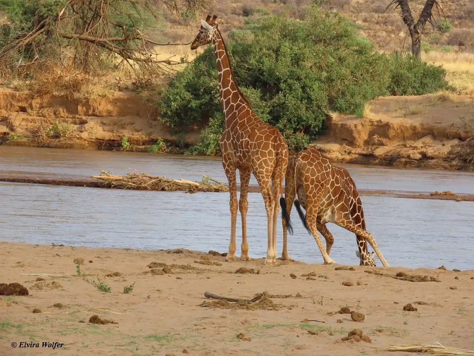 ReticulatedGiraffesdrinking10.jpg