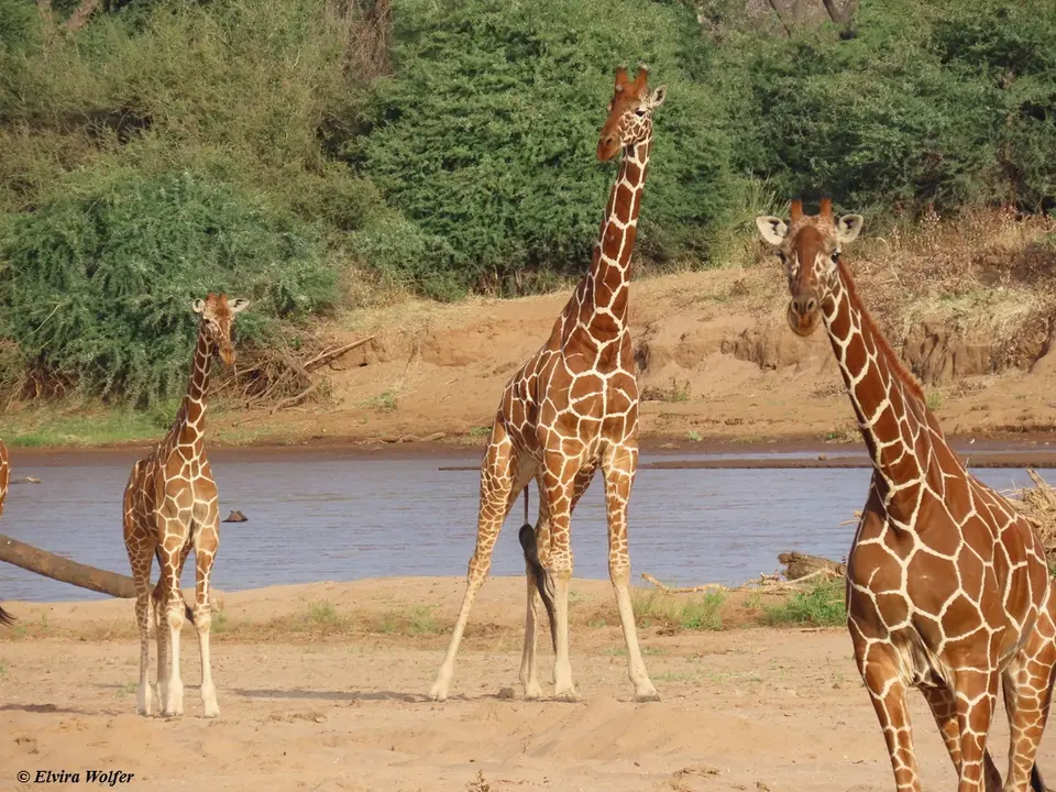 ReticulatedGiraffesdrinking3.jpg