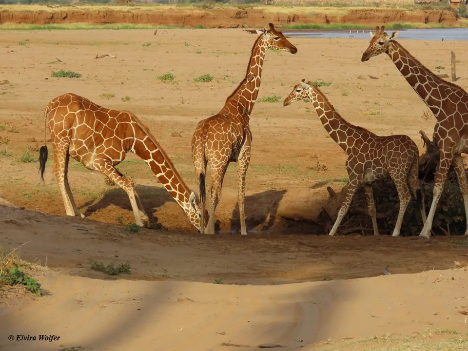 ReticulatedGiraffesdrinking5.jpg