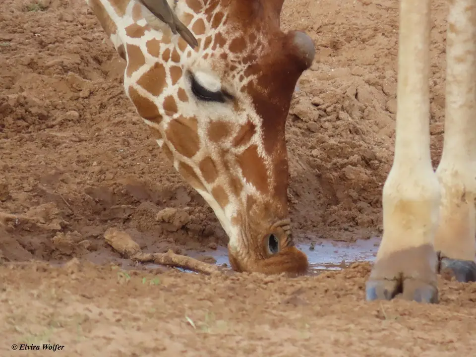 ReticulatedGiraffesdrinking9.jpg