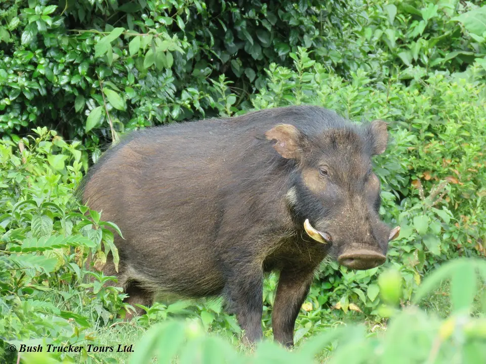 RiesenwaldschweinAugust2019.jpg