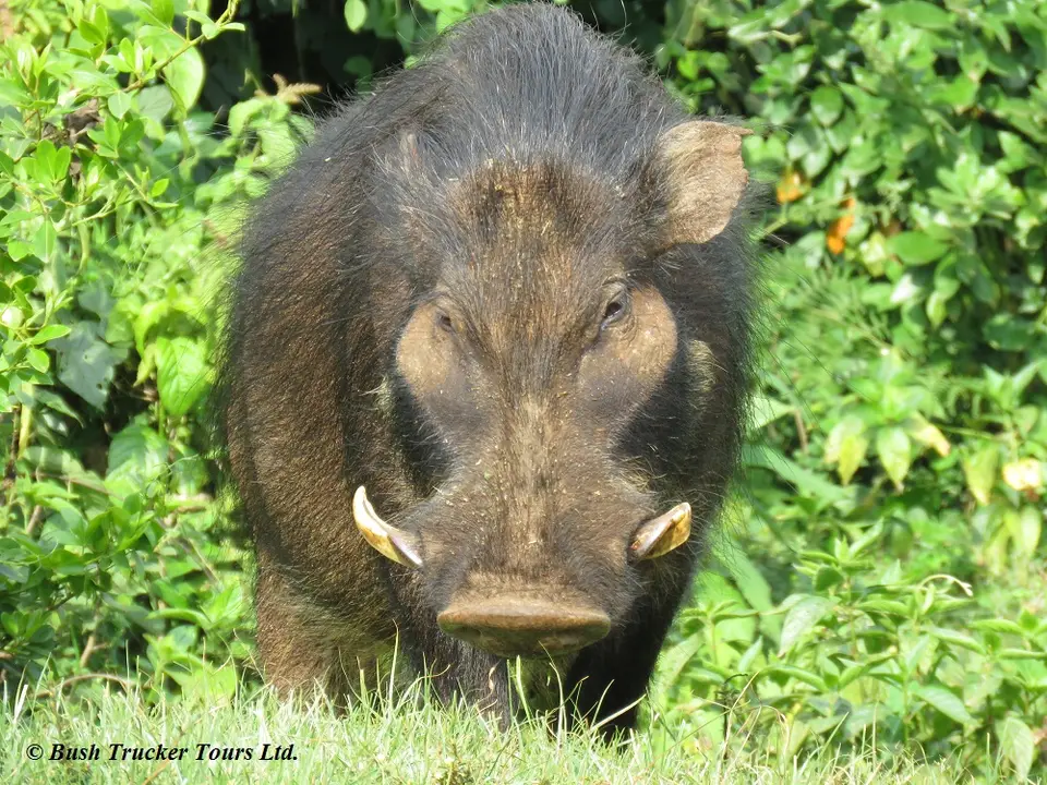 RiesenwaldschweinAugust22019.jpg