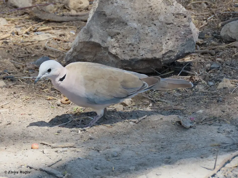 Ring-neckedDove.jpg