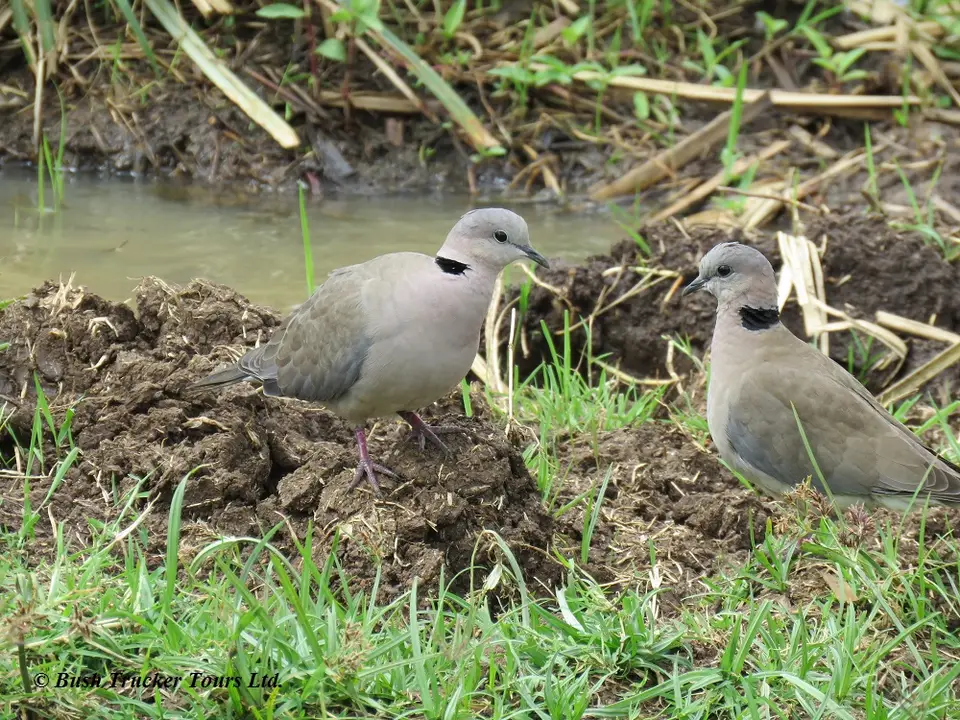 RingneckedDove.jpg