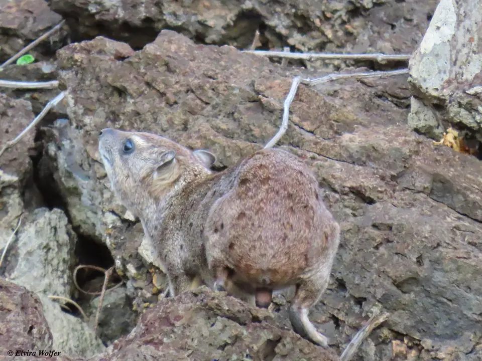 RockHyrax-2.jpg