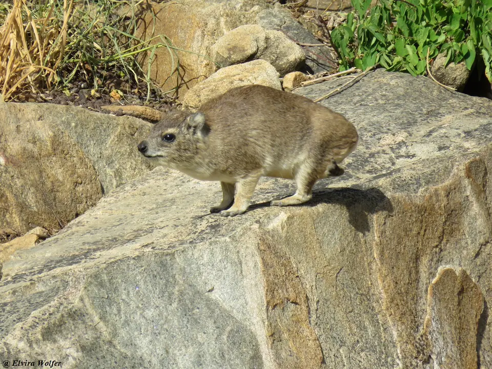 RockHyrax.jpg