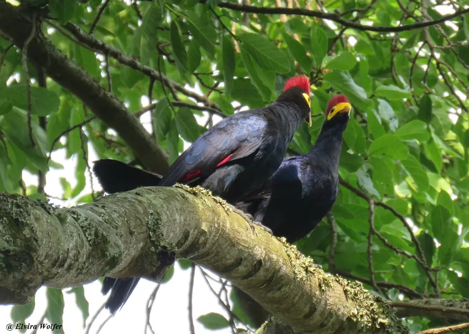 Ross'sTuraco.jpg