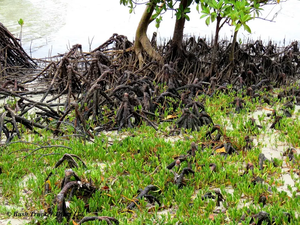 RoteMangroveKniewurzeln.jpg