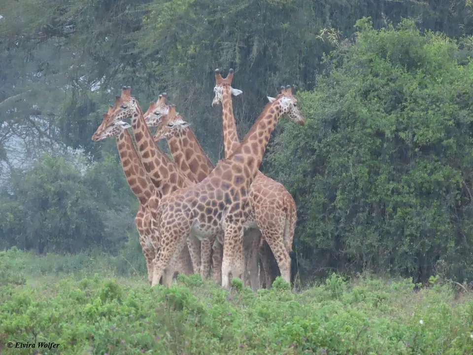 Rothschildgiraffen5.jpg