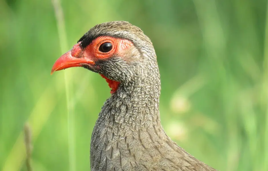 Rotkehlfrankolinportrait-Pternistisafercranchii.jpg