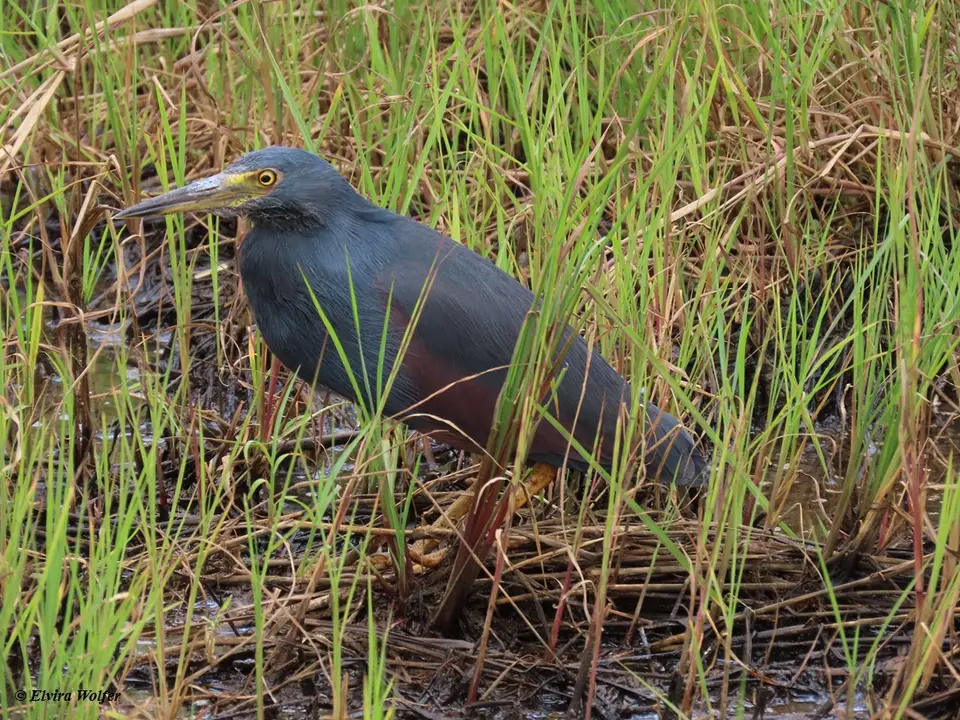 Rufous-belliedHeron1.jpg