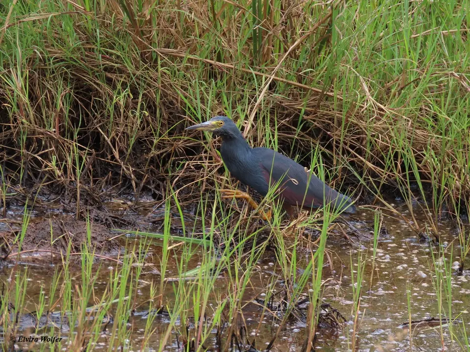 Rufous-belliedHeron2-2.jpg